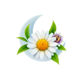 Camomille